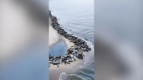 Foki wypoczywają na plaży w Mikoszewie