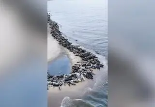 Niezwykły widok nad Bałtykiem. "800 osobników"