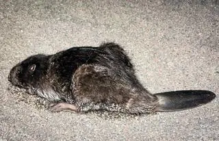 Bóbr pojawił się na przejściu granicznym