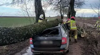 Na auto, którym jechała kobieta, spadło drzewo 