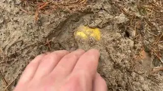 Te grzyby są ukryte pod ziemią, rosną w Polsce