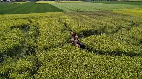 Byki z Opolszczyzny podzieliły się na dwie grupy. Wieczorem znów zamierzali je schwytać