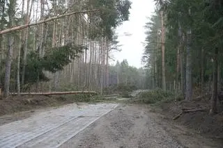 Zniszczenia w nadleśnictwie Świdwin