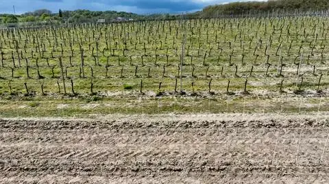 Lubuscy winiarze przegrali walkę z przymrozkami. "Straty finansowe będą bardzo duże"