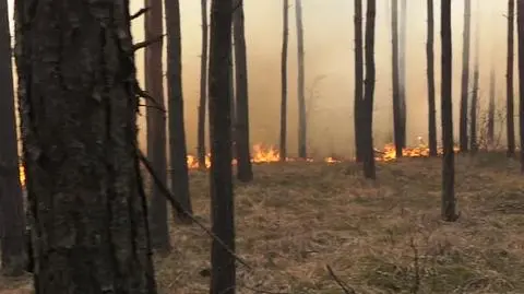 Pożar w lesie pod Warszawą