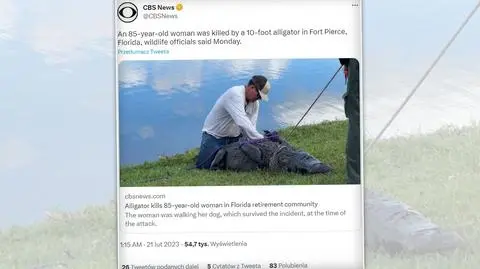 Aligator 