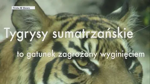 Tygrys sumatrzański