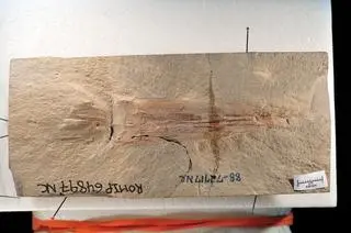 Znaleziona skamielina z odciskiem Syllipsimopodi bideni