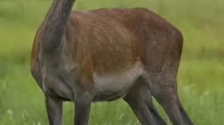 Wrzesień czas rykowisk