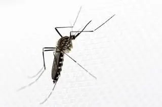 Komar z gatunku Aedes koreicus 