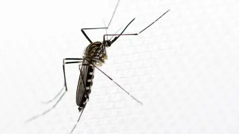 Odporny na zimno gatunek komara z Azji Wschodniej zadomowił się we Włoszech. Może roznosić choroby