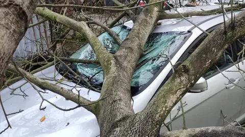 Drzewo spadło na samochód w województwie zachodniopomorskim