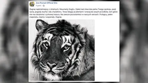 Nie żyje tygrys Gogh, jeden z "Nieumarłych"