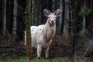 Biały jeleń szlachetny