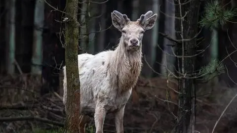 Biały jeleń szlachetny