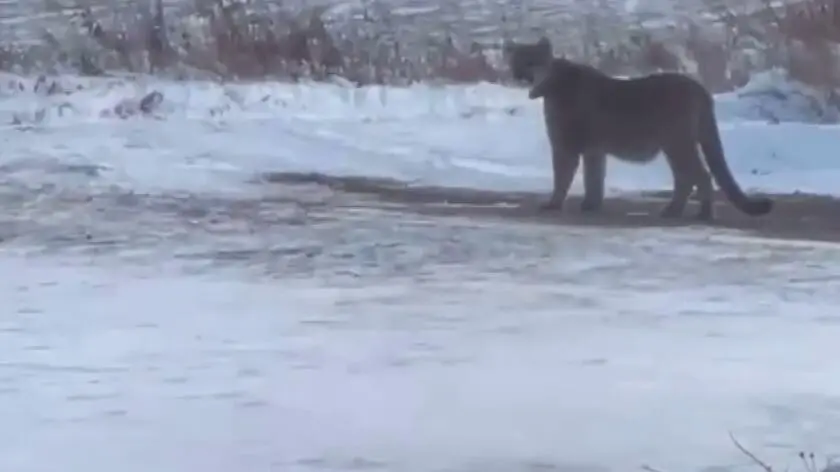 W pobliżu szkoły pojawiła się puma