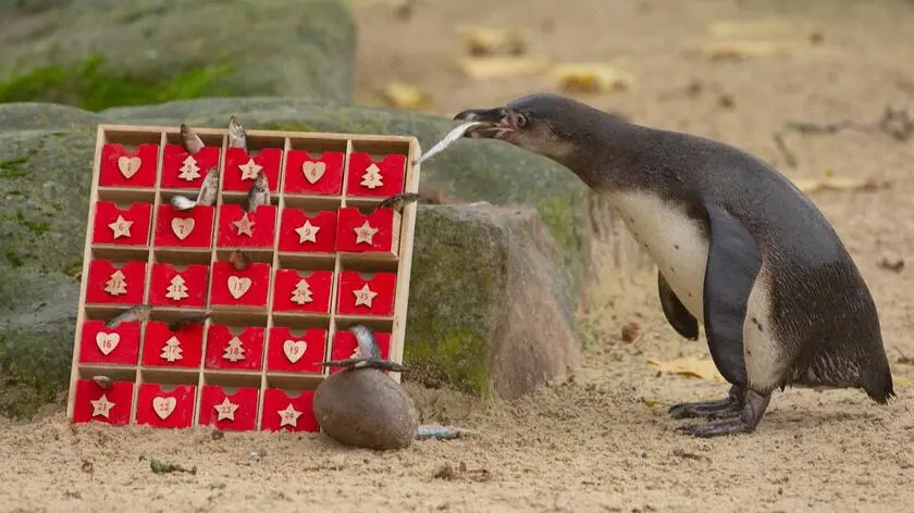 Otworzyły kalendarz adwentowy i wyjadały z niego przysmaki