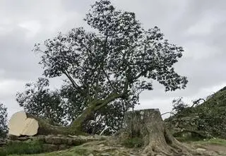 Ścięli drzewo znane z "Robin Hooda". Idą do więzienia