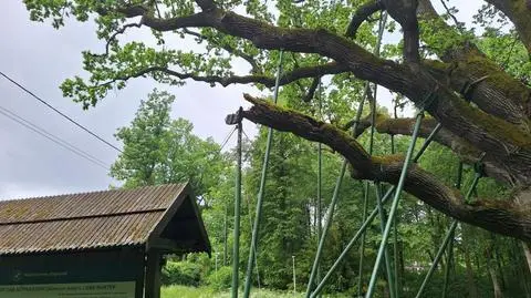 Uszkodzony konar dębu Bartek