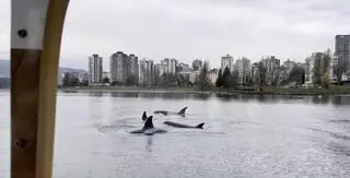 Orki w Vancouver
