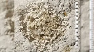 Skamieniałe wymiociny sprzed 66 milionów lat
