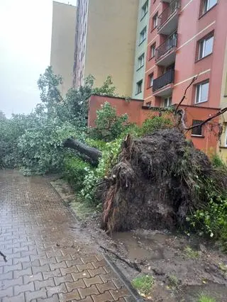 Powalone drzewo w Dąbowie Górniczej