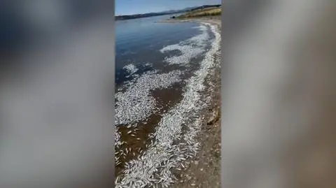 Śnięte ryby pokryły brzegi. "Nigdy nie widzieliśmy takiego wymierania"