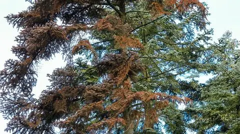 Zamierające drzewa iglaste w Arboretum