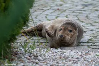 Foka wypłynęła na brzeg w porcie w Kołobrzegu