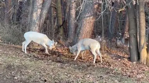 Nagrał pojedynek danieli. "Wyglądały zjawiskowo"