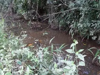 Staw w Boliwii, w którym odkryto ocalałą populację Moema claudiae 