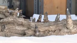 Skamieniałości Wadisuchus kassabi z Pustyni Zachodniej w Egipcie