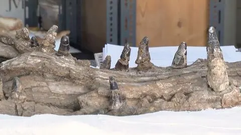 Skamieniałości Wadisuchus Kassabi z Pustyni Zachodniej w Egipcie