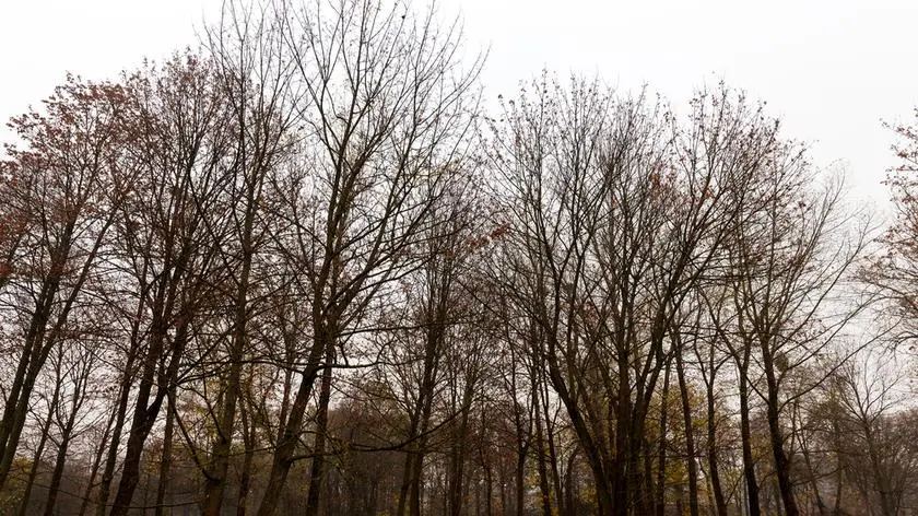 Pogoda na dziś - czwartek, 11.12. Dużo chmur, możliwy deszcz