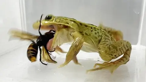 Żaba Pelophylax nigromaculatus zjada szerszenia