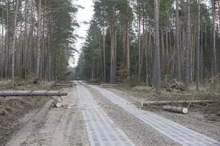 Zniszczenia w nadleśnictwie Świdwin