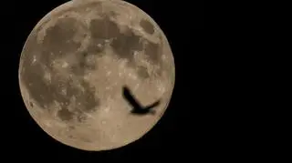 Pełnia Księżyca Bobrów 2025 - Niemcy