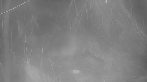 Bóbr pojawił się w hrabstwie Norfolk w Wielkiej Brytanii po raz pierwszy od 400 lat