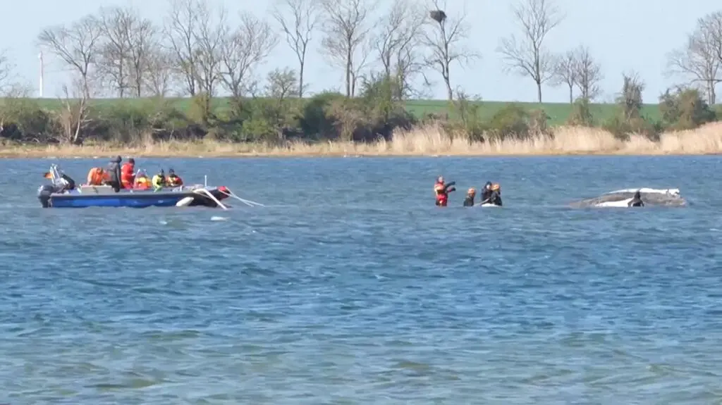 Chcą nakarmić Timmy'ego makrelami. Trwa walka o życie wieloryba
