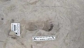 Skamieniały odcisk stopy Homo erectus 