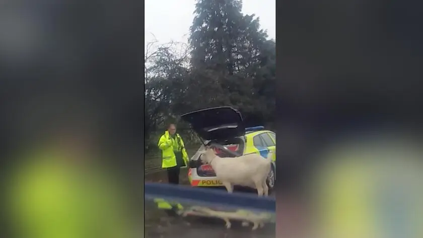 Pościg służb za kozłem. "Nikt w to nie uwierzy"