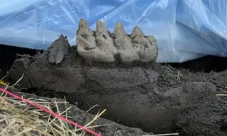 Ząb mastodonta osadzony w szczęce