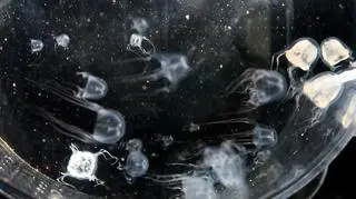 Nowy gatunek meduzy odnaleziony w miejskim parku