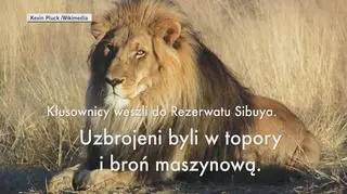 Lwy zjadły kłusujących na nosorożce