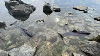 Morświny były wyczerpane i zdezorientowane