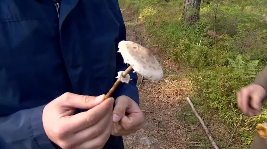 Jak bezpiecznie zbierać grzyby?