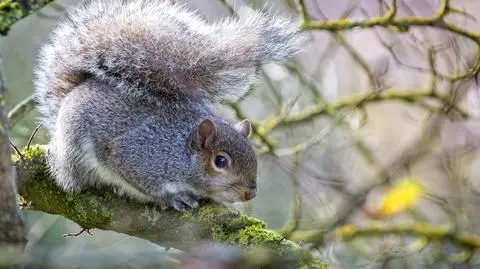 Wiewiórka szara (Sciurus carolinensis)