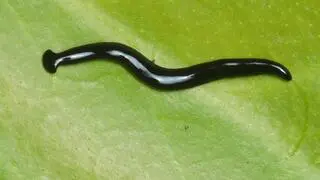 Humbertium covidum