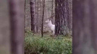 Spotkanie z białym danielem