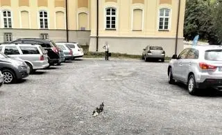 Małe kaczki wpadły do kanału burzowego